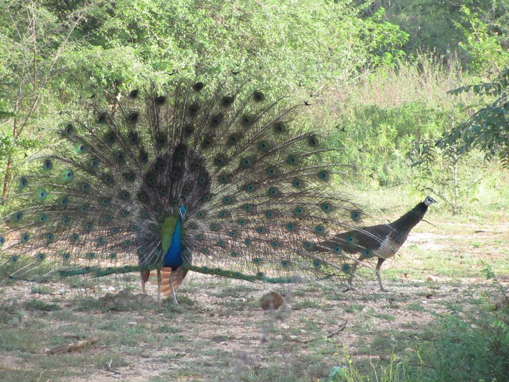 Peacock Land Hotel Tangalle Luaran gambar